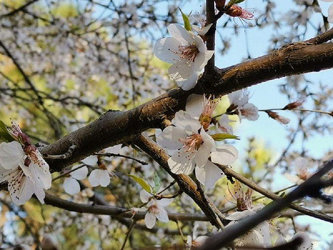 愛春天愛內大內大春景照片徵集活動